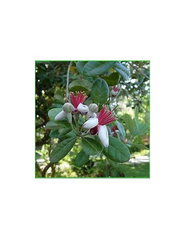 feijoa - (Acca sellowiana) - 1 Arbolito en...