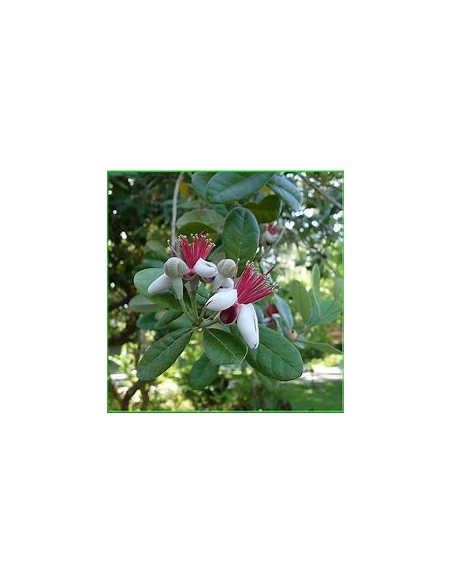 feijoa - (Acca sellowiana) - 1 Arbolito en Venta en Mexico - Vivero por internet