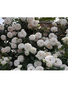 White Climbing Rosebush - 1...