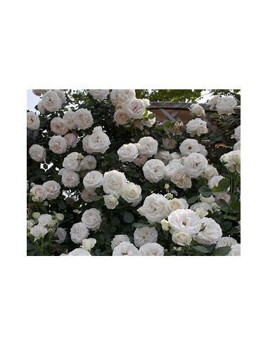 White Climbing Rosebush - 1 Sapling for Sale in Mexico - Online Nursery