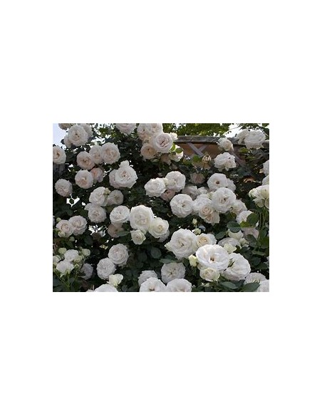 Rosal trepador blanco - 1 Arbolito en Venta en Mexico - Vivero por internet