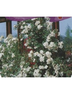 White Climbing Rosebush - 1... 2