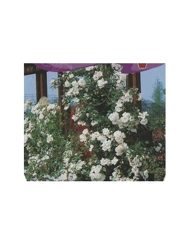 White Climbing Rosebush - 1 Sapling for Sale in...