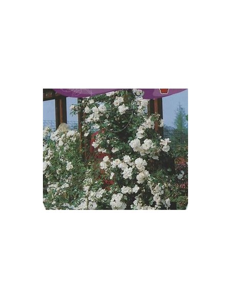 Rosal trepador blanco - 1 Arbolito en Venta en Mexico - Vivero por internet