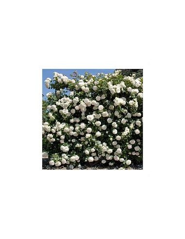 White Climbing Rosebush - 1 Sapling for Sale in...
