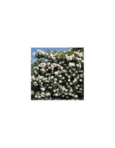 White Climbing Rosebush - 1 Sapling for Sale in Mexico - Online Nursery
