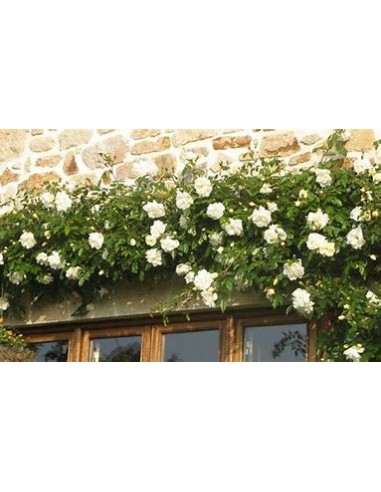 Rosal trepador blanco - 1 Arbolito en Venta en...