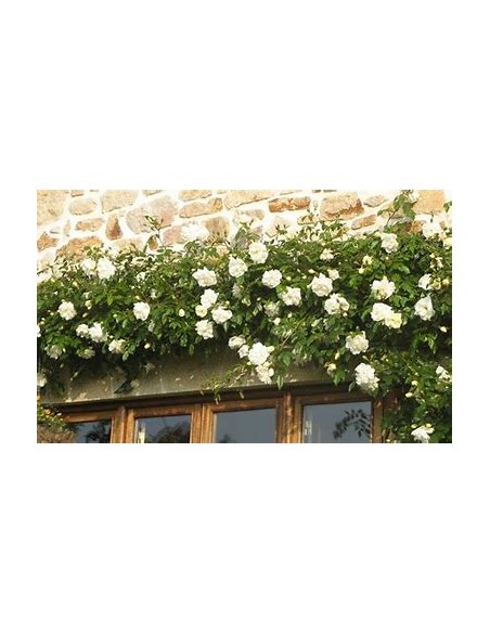 White Climbing Rosebush - 1 Sapling for Sale in Mexico - Online Nursery