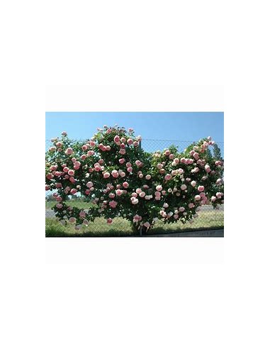 pink climbing rose - 1 Sapling for Sale in Mexico - Online Nursery