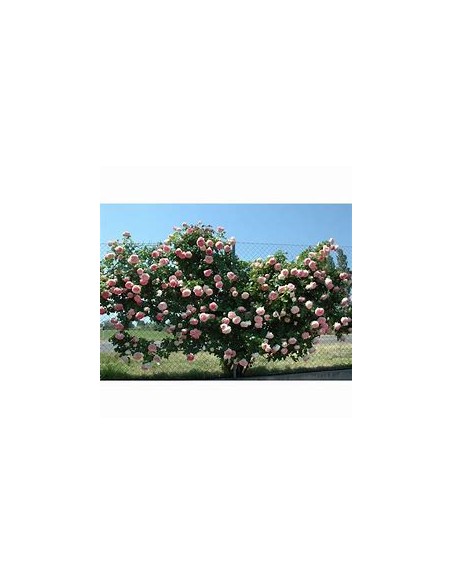 rosal trepador rosa - 1 Arbolito en Venta en Mexico - Vivero por internet