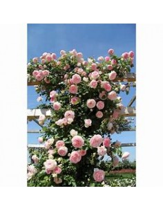 pink climbing rose - 1... 2