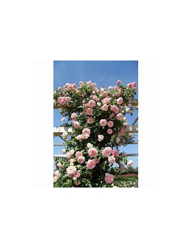 pink climbing rose - 1 Sapling for Sale in...