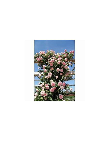 pink climbing rose - 1 Sapling for Sale in Mexico - Online Nursery