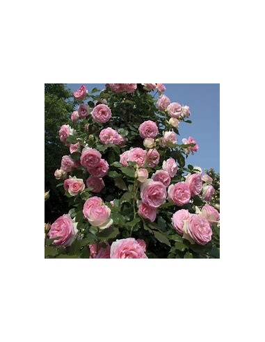 rosal trepador rosa - 1 Arbolito en Venta en...