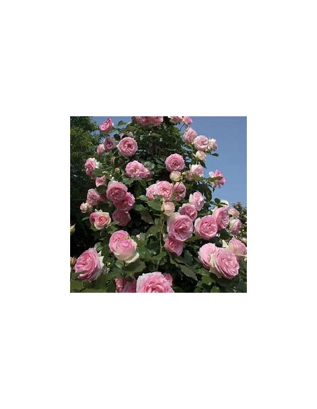 pink climbing rose - 1 Sapling for Sale in Mexico - Online Nursery