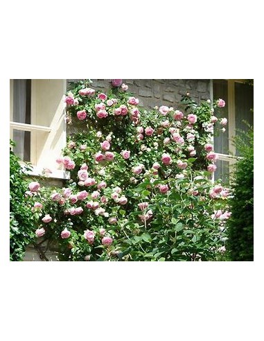 pink climbing rose - 1 Sapling for Sale in...