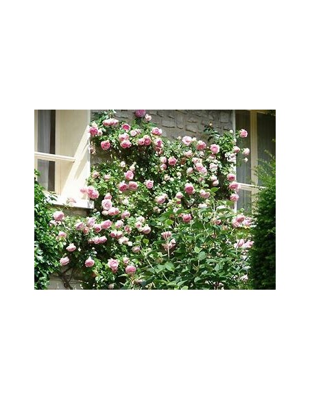 rosal trepador rosa - 1 Arbolito en Venta en Mexico - Vivero por internet