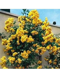 Yellow Climbing Rosebush -...