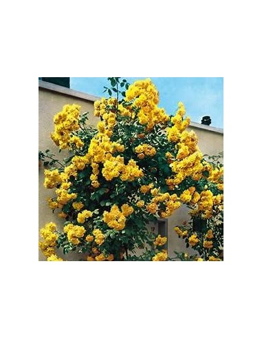 Yellow Climbing Rosebush - 1 Sapling for Sale in Mexico - Online Nursery