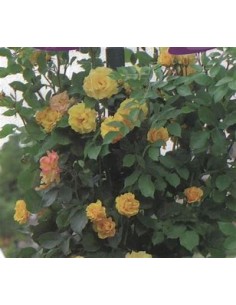 Rosal trepador amarillo - 1... 2
