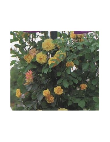 Rosal trepador amarillo - 1 Arbolito en Venta...