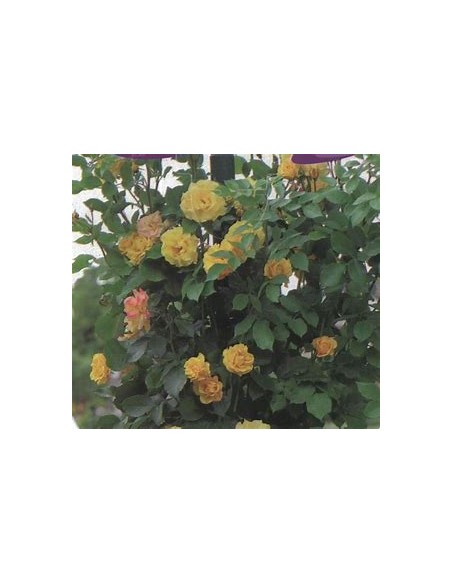 Rosal trepador amarillo - 1 Arbolito en Venta en Mexico - Vivero por internet