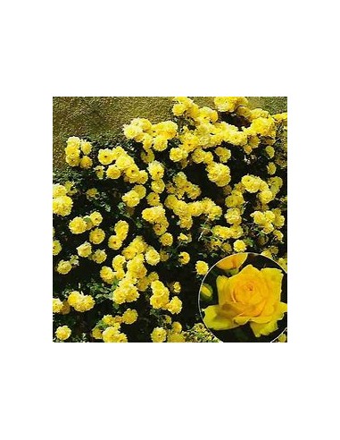 Yellow Climbing Rosebush - 1 Sapling for Sale...
