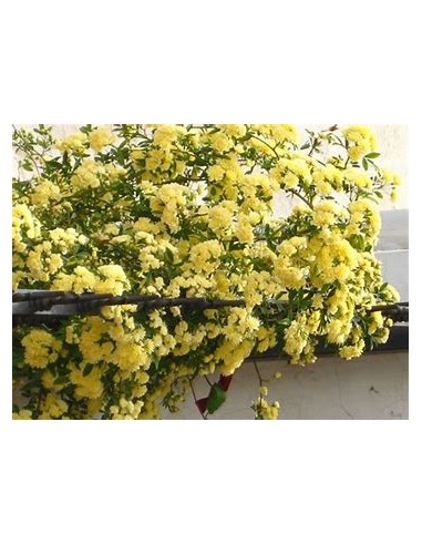 Yellow Climbing Rosebush - 1 Sapling for Sale...