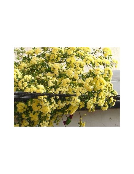 Rosal trepador amarillo - 1 Arbolito en Venta en Mexico - Vivero por internet