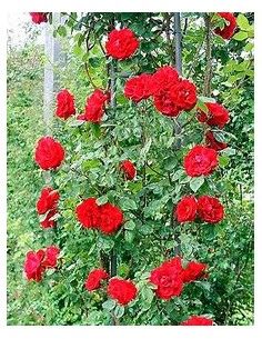 Marbled climbing rose bush...