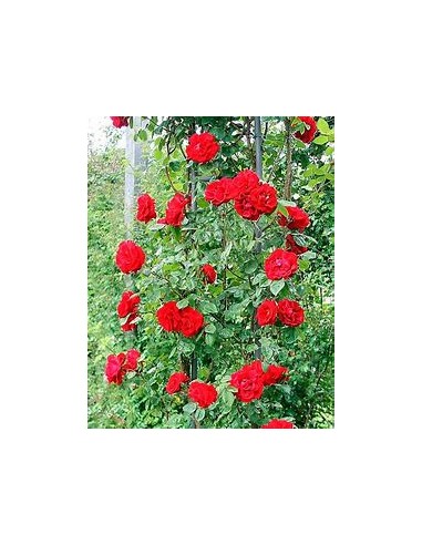 Marbled climbing rose bush - 1 Sapling for Sale in Mexico - Online Nursery