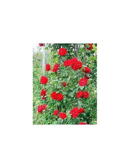 Rosal trepador jaspeado - 1 Arbolito en Venta en Mexico - Vivero por internet