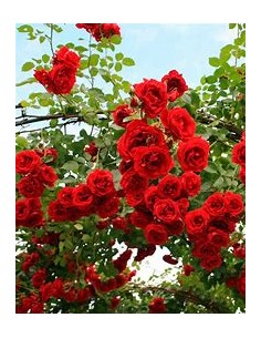 Rosal trepador jaspeado - 1... 2