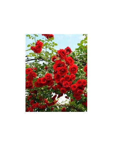 Rosal trepador jaspeado - 1 Arbolito en Venta...