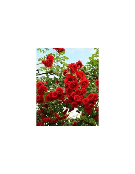 Rosal trepador jaspeado - 1 Arbolito en Venta en Mexico - Vivero por internet