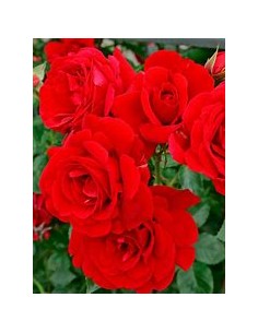 rose bush assortment rose...