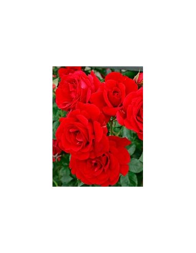 rose bush assortment rose bushes - non climbing - 1 Sapling for Sale in Mexico - Online Nursury