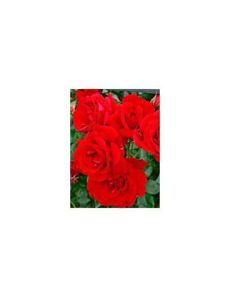 rose bush assortment rose bushes - non climbing - 1 Sapling for Sale in Mexico - Online Nursury