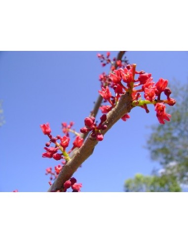 1 Arbolito de Jocote morado ''Ciruela cabeza de loro'' (Spondias purpurea) Ciruela de huesito o hueso. venta aqui