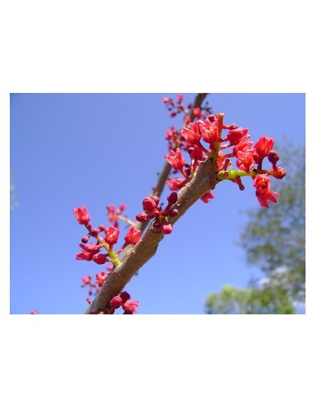 1 Arbolito de Jocote morado ''Ciruela cabeza de loro'' (Spondias purpurea) Ciruela de huesito o hueso. venta aqui