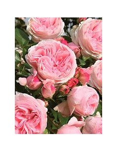 rose bush assortment rose... 2