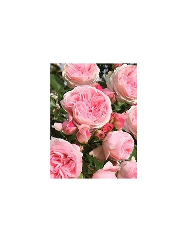 rose bush assortment rose bushes - non climbing...