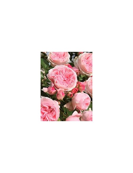 rose bush assortment rose bushes - non climbing - 1 Sapling for Sale in Mexico - Online Nursury