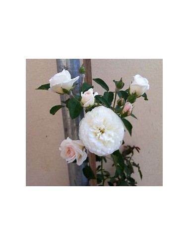 rose bush assortment rose bushes - non climbing...
