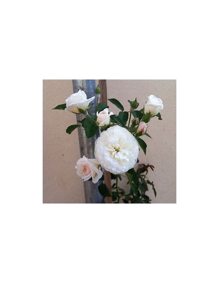 rose bush assortment rose bushes - non climbing - 1 Sapling for Sale in Mexico - Online Nursury
