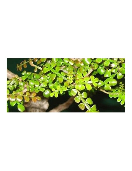 elephant tree (operculicarya decaryi) - 1 Sapling for Sale in Mexico - Online Nursery