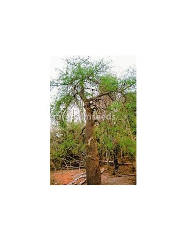 arbol elefante (operculicarya decaryi) - 1...