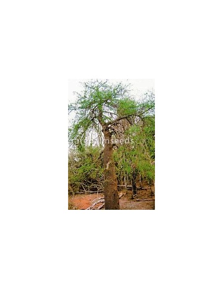 arbol elefante (operculicarya decaryi) - 1 Arbolito en Venta en Mexico - Vivero por internet