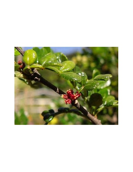 elephant tree (operculicarya decaryi) - 1 Sapling for Sale in Mexico - Online Nursery