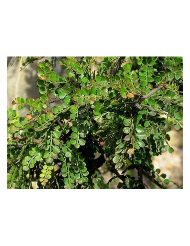 arbol elefante (operculicarya decaryi) - 1...